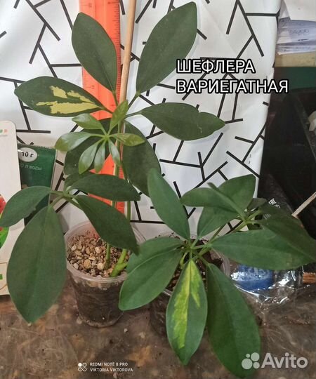 Шефлера вариегатная