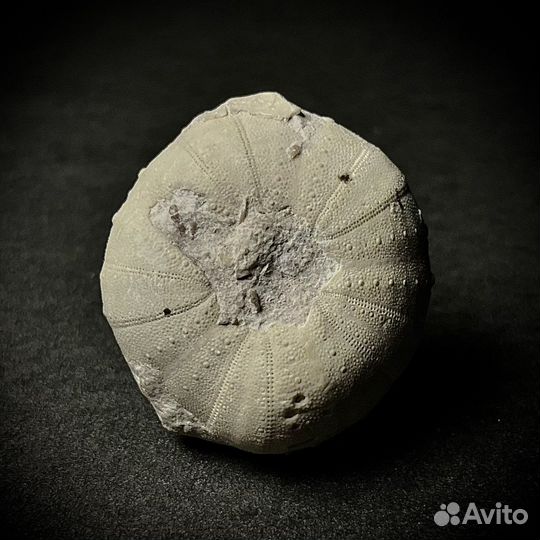 Морской еж окаменелость ископаемое