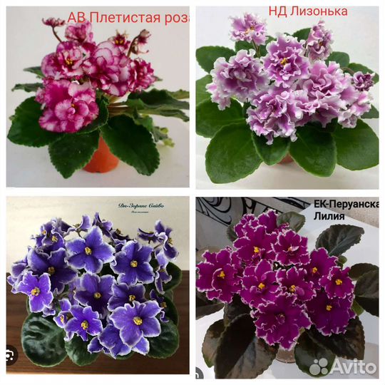 Детки сортовых фиалок