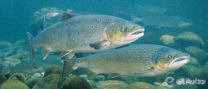 Сёмга дичка