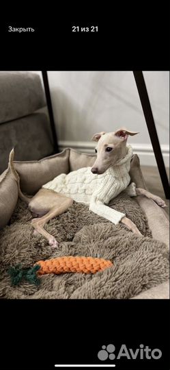 Одежда для собак мелких пород и кошек