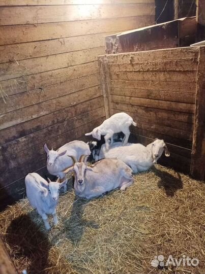 Козы и козлята