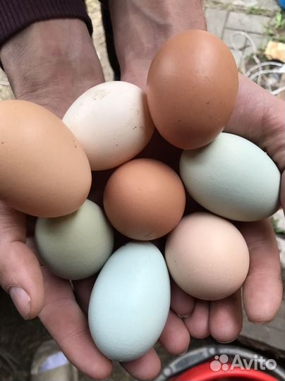 Инкубационное яйцо несушек разные породы