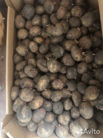 Семенной картофель
