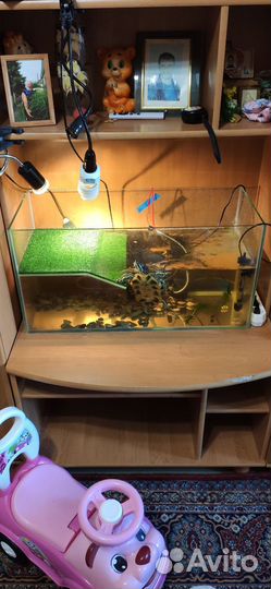Аквариум черепашник