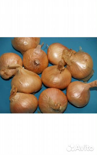 Лук семейный на посадку