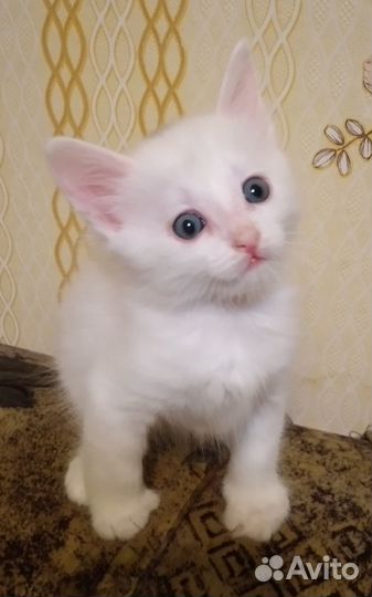 Котятки в добрые руки