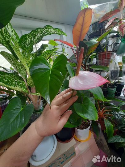 Комнатные цветы.Обновлен 1.11