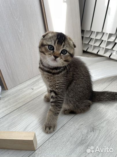 Шотландские вислоухие котята