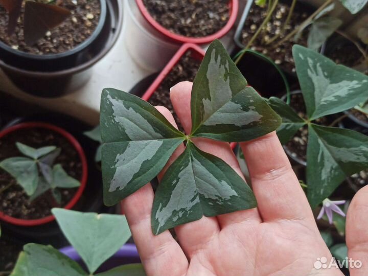 Кислица оксалис, сорт Фани