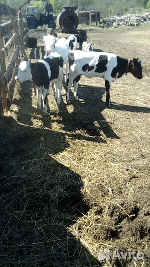 Бык производитель