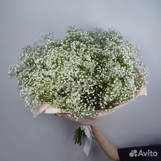 Гипсофила