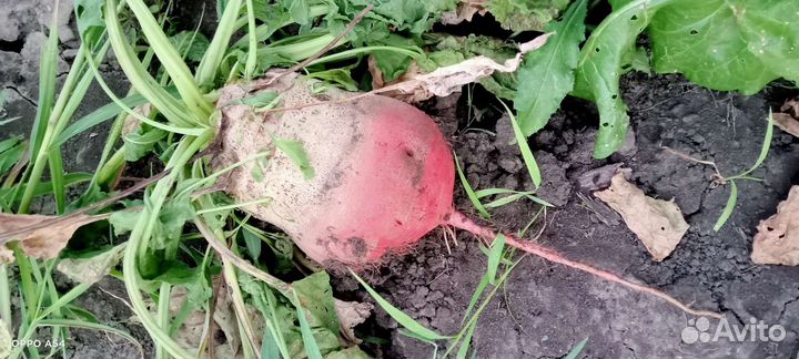 Свекла кормовая