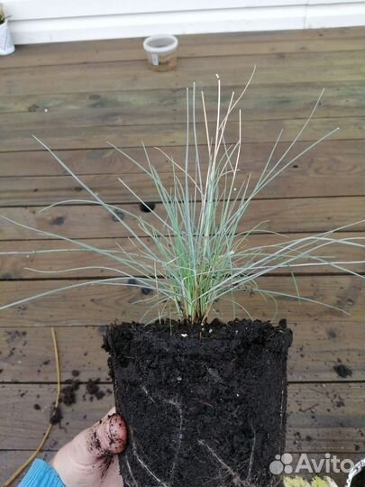 Овсянница сизая(голубая)