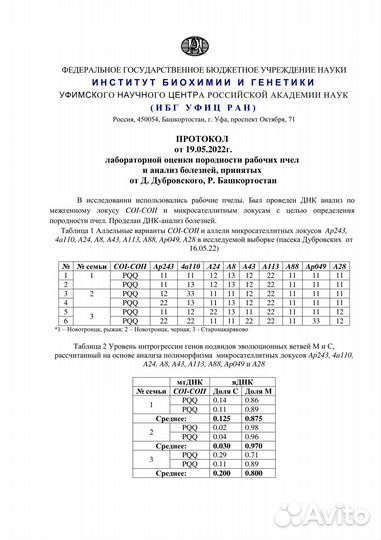 Пчелопакеты среднерусской (башкирской) породы