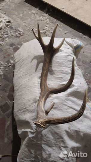 Рога лося олеь марал