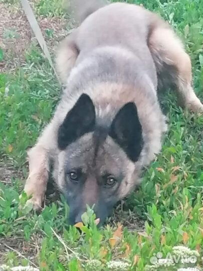 Собака кабель