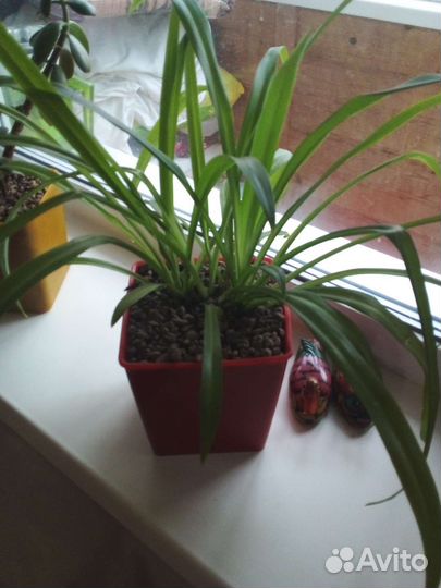 Хлорофитум