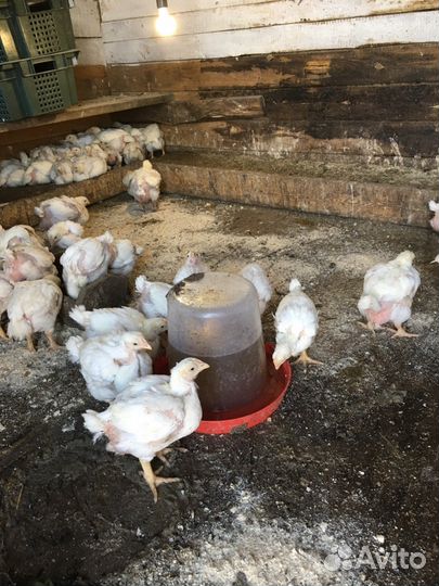 Бройлеры подрощенные