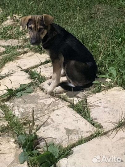 Щенки бесплатно