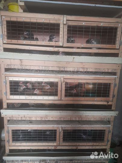 Перепелки несушки, бройлеры