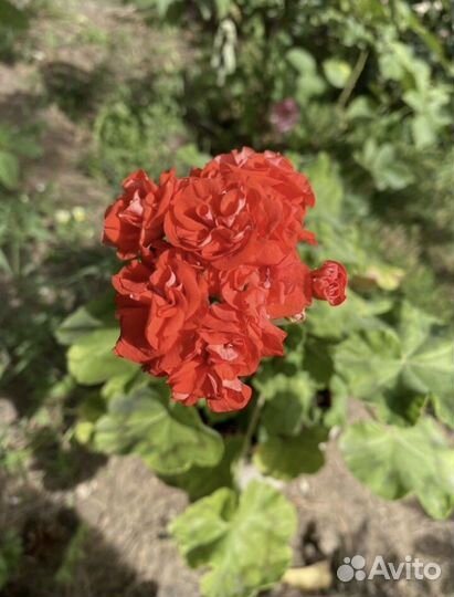 Пеларгонии сортовые