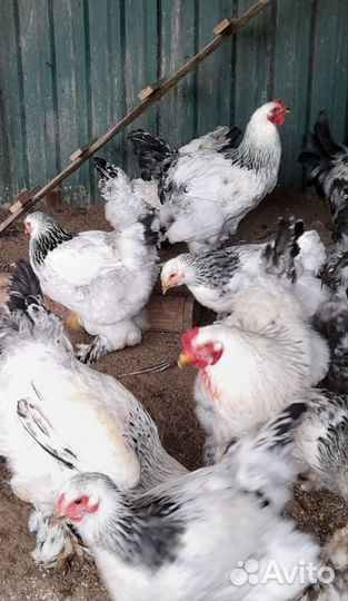 Инкубационное яйцо кур брама