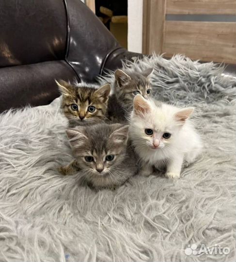 Малыши все котики ищут дом