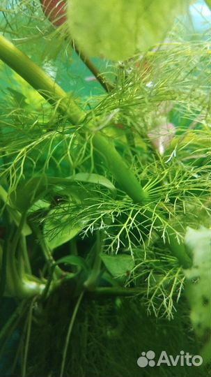 Водоросли для аквариума