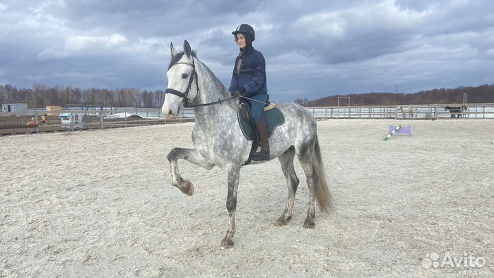 Орловский рысак жеребец