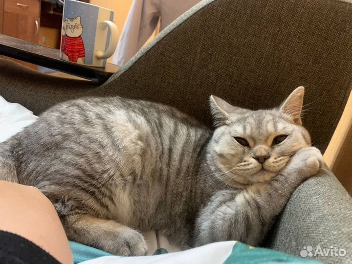 Шотландский кот вязка