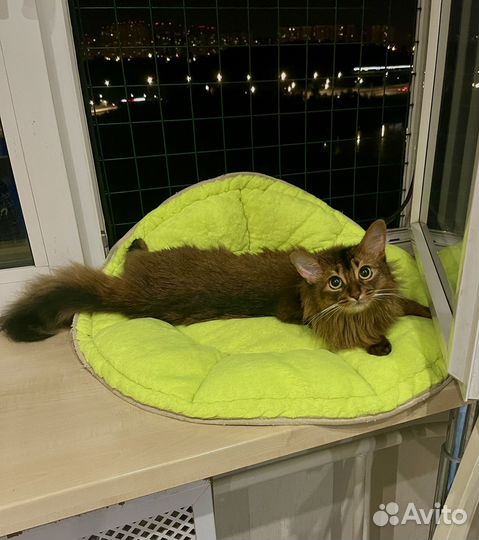 Сомалийская кошка