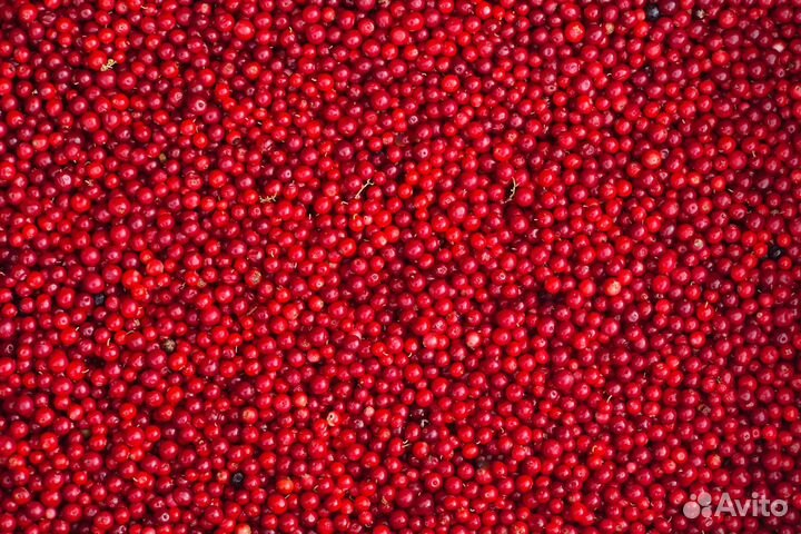 Брусника с бесплатной доставкой