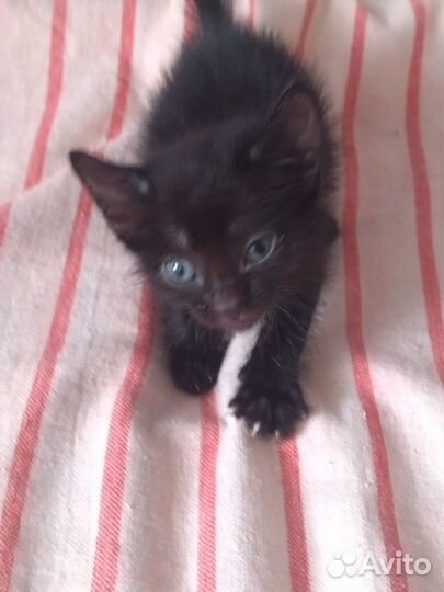 Котята ищут дом