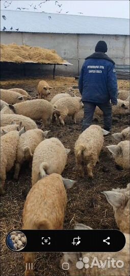 Мангалица племенные свинки и хряки