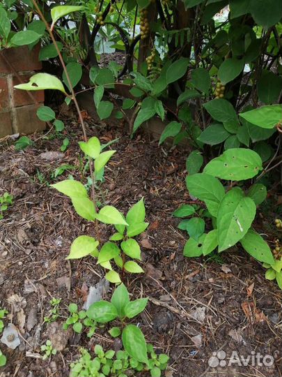 Саженцы китайского лимонника