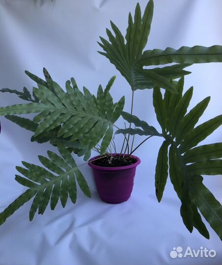 Домашние растения