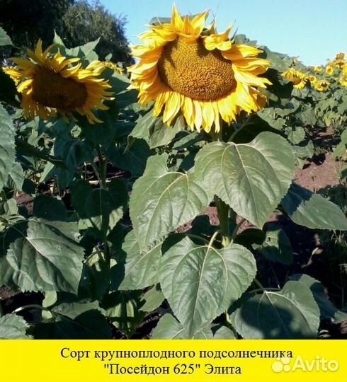 Семена подсолнечника сорт 