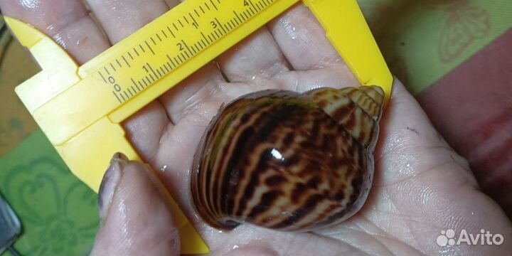 Улитки ахатина иммакулята