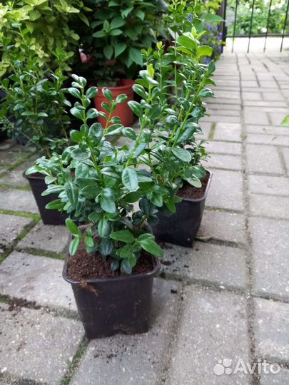 Самшит буксус