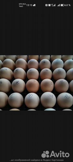 Инкубационное яйцо бройлера, цыпленок