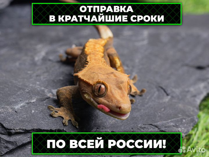 Тигровая змея
