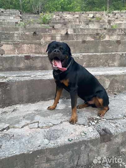 Отдам ротвейлера