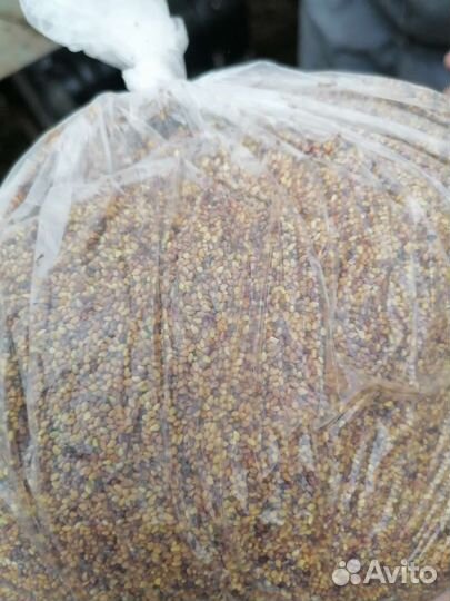 Семена газонной травы