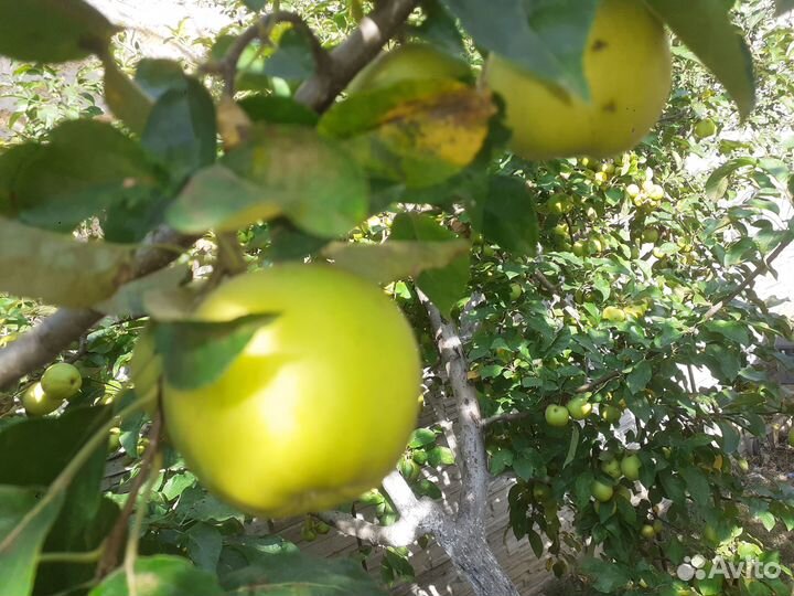 Продам яблоки