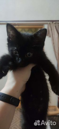 Котенок в дар бесплатно