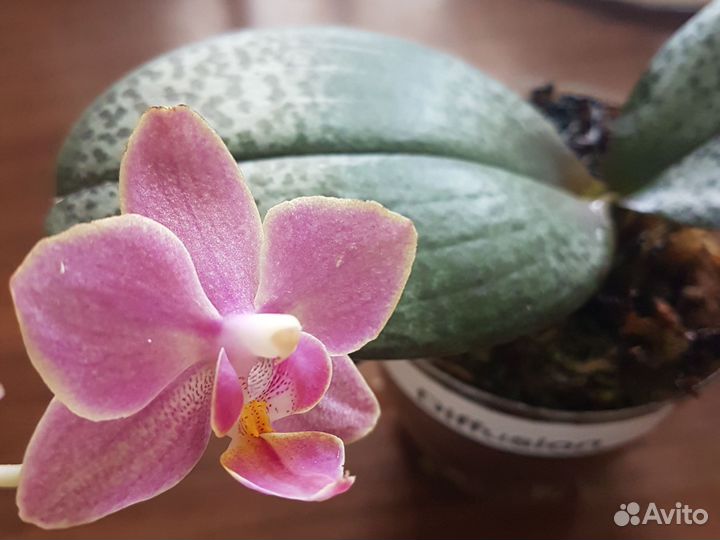 Орхидея фаленопсис Diffusion