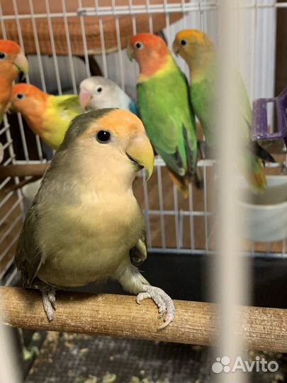 Неразлучники разных возрастов и окрасов