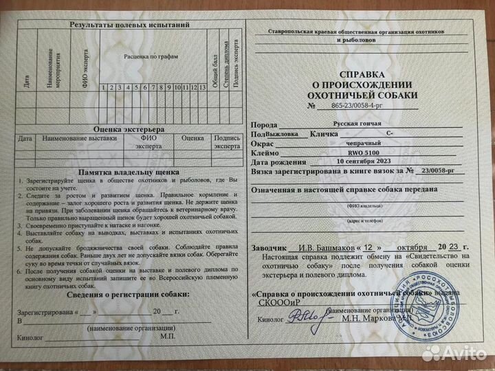 Щенки русской гончей