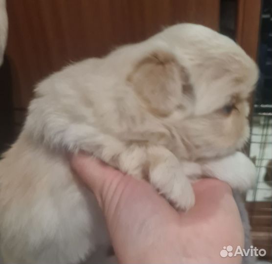 Щенки пекинеса